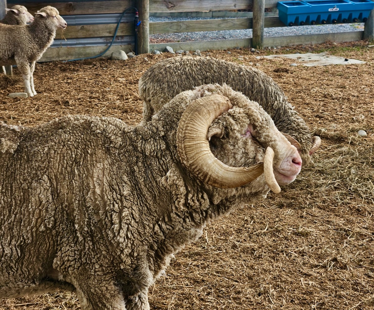 Nz Rams Exploring New Zealand by Campervan - Mel On The Go